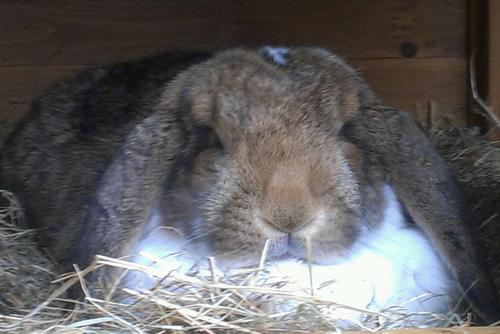 Animal lover. Owner of French Lop Rabbits Rosie & Rupert. Love holidays in the sun, cooking, gardening and cider. Motorsports, Darts & cycling.