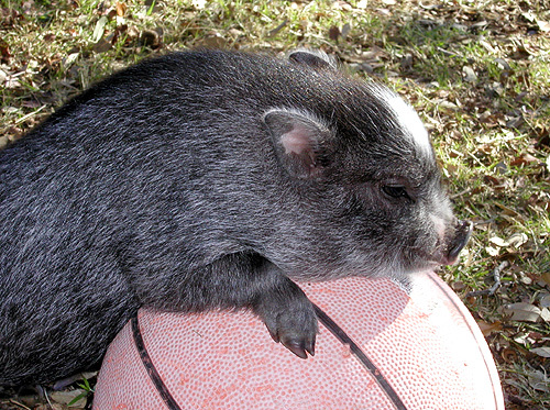 Former (?) basketball journalist, current basketball geek