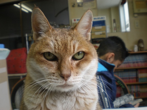🇯🇵 猫と格闘技が好き😸個人事業主 自動車 販売 買取 車検 整備 鈑金塗装 ボクシング 柔術 柔道 筋トレ 猫 ニャン太郎 パラエストラ北九州 気軽にフォローして下さい。