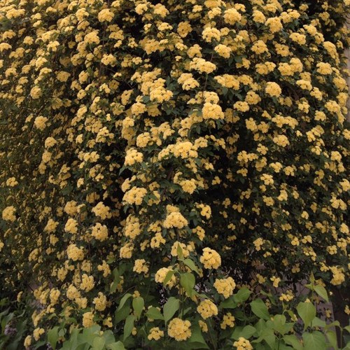 foadbarzin's profile picture. 