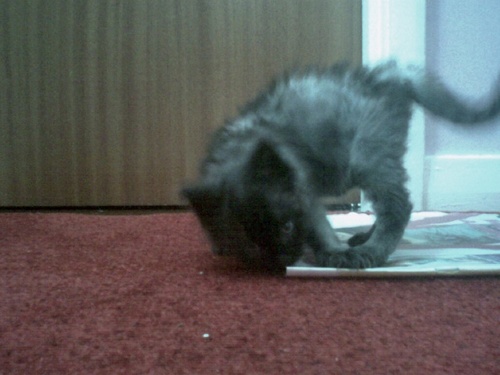 Shonagarrity's profile picture. 