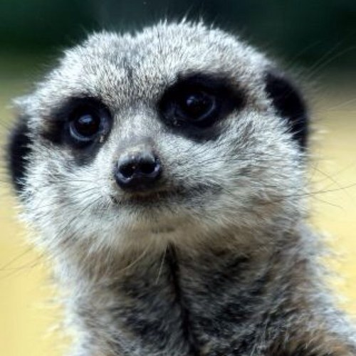 suricatadelsur's profile picture. ingeniero por casualidad, intento de emprendedor, madre de dos chihuahuas (un viejo idiota y un cachorro tirano) y esposa de un weon callado.