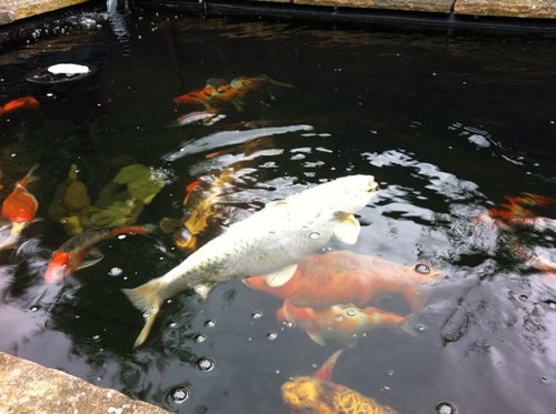 pobwillis's profile picture. 