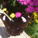 Eva Abreu - @eeddat - Twitter