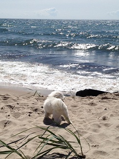 susobus's profile picture. 