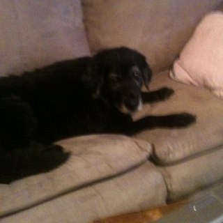 NikoalReimers's profile picture. i love Justin Bieber