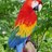 mightyredmacaw