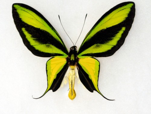 insectkingdom's profile picture. I sell framed butterfly artwork from around the world.