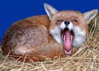 Facilities Management commentators & Foxes; why fox? (n) carnivore of genus vulpes; crafty person; scavenger; (vb) to confuse; to be drunk