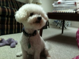 deborah_phelps's profile picture. Yellow dog democrat