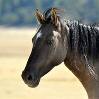 Kirstin Sterner (@knsterner) 's Twitter Profile