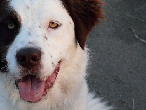 Dog lover that creates and shares media about dogs - to inform, inspire, and enrich the bond between dogs and us. tweets by founder @marycruse