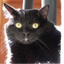 Carrie Oman - @CarrieOman - Twitter