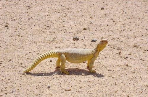 ABOMAKHLED's profile picture. 