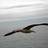 Gulfstar7's profile image