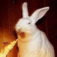 Fire Breathing Rabbit (@firebthngrabbit) 's Twitter Profile