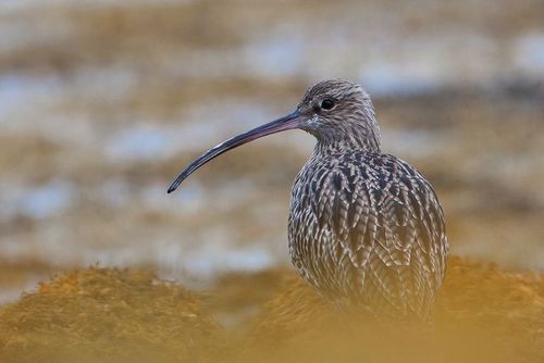 Amateur wildlife and landscape photographer based near the Peak District in Derbyshire