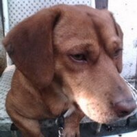 GeorgeXu (@x5115x) 's Twitter Profile