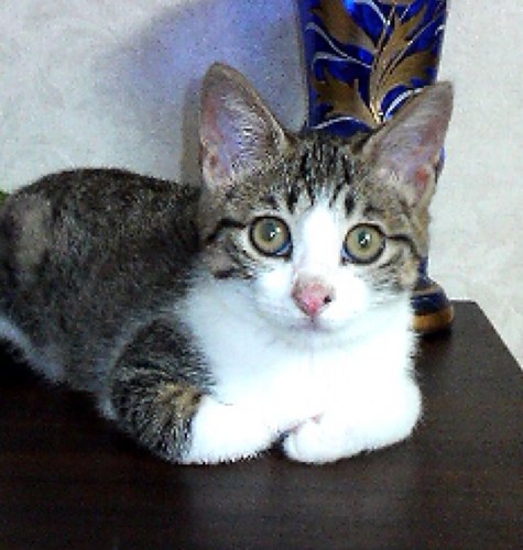 bt180730's profile picture. 好きなもの(こと)猫、熊、クロスワードパズル、数独、読書、お料理、古文書、気功、キャラメル、歌舞伎、新感線、温泉、ノルディックウオーキング