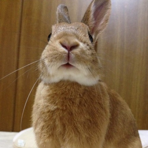 akane_izu's profile picture. 好きな食べ物はカキフライです。