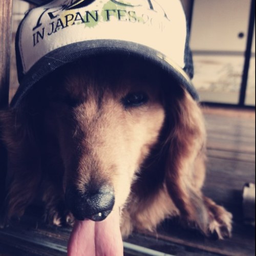 sheep0126's profile picture. たぶんちょうど、そんな感じ