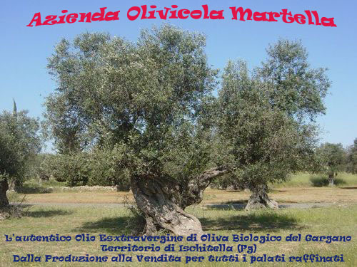 Olio extravergine di oliva biologico del Gargano (Puglia), zona Ischitella (FG), prodotto da azienda olivicola familiare Martella.