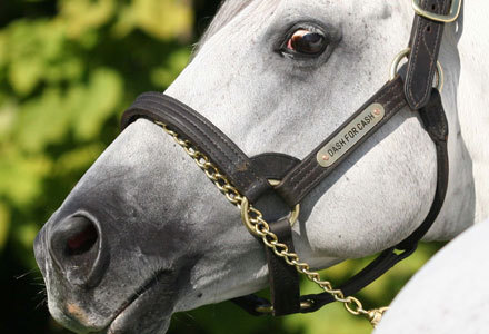 Dash_For_Cash's profile picture. Former crowd favourite on the track, I am now the crowd favourite in the breeding barn.  Some call me the best value stallion in Australia!