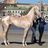 Nado_abdullah's profile image