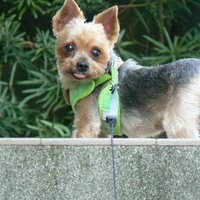 小久保喜教 (@komapoopapa) 's Twitter Profile