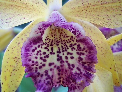 Pitanga66's profile picture. 