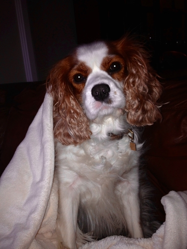 1968MustangGirl's profile picture. 