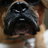 PugglePreston's profile image