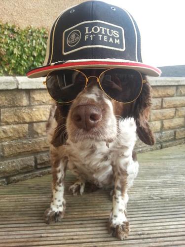 An unassuming Springer with a big heart. A huge fan of F1, Kimi and Lotus F1 Team, now RenaultSportF1. Not forgetting our Mercedes boys! #AFanWithPaws