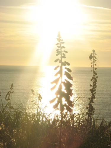 nichollsbecky96's profile picture. i am 16 have 2 cats and 1 dog live in bristol born in devon love to have fun :) hug and smile :)