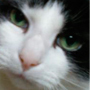 Mr. Gizmo