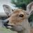 man_deer's profile image