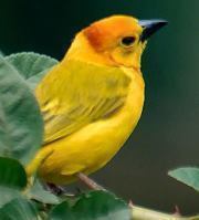 keahmsuya's profile picture. 