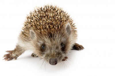 Jackalopes and hedgehogs and spiders, oh my!
