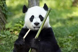 PandaGourmet1's profile picture. Buena música, ricos sabores, pensamientos que me nutran y danzar la vida. Ese es mi lema