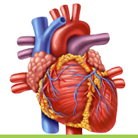 A person’s heart rate usually increases with exercise and stress, but a condition called postural orthostatic tachycardia syndrome (POTS) .