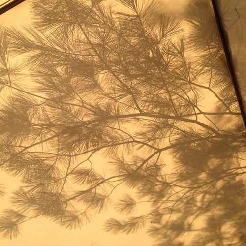 ShaqFu88's profile picture. Training....for what?? ...For LIFE! SMILE because there are plenty of people who can't. LIVE everyday to the fullest! #runner4life #teamtrack&field