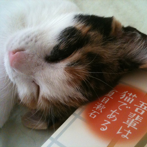 ぜのぱす(初代_凍結から快復) Profile