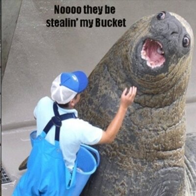 Elephant seals are bigger than I thought : r/Damnthatsinteresting
