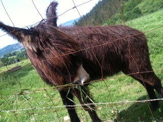 javijavier's profile picture. 