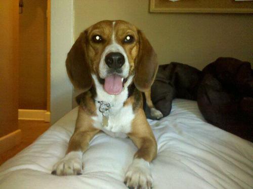 Young entrepreneur who loves his beagle and helping fellow business owners find success from digital marketing...Need help just ask!