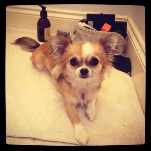 Itscocotaylor's profile picture. I'm not the stereotypical yappy, bulbous eyed chihuahua that doesn't walk anywhere...come follow me and start loving chihuahuas