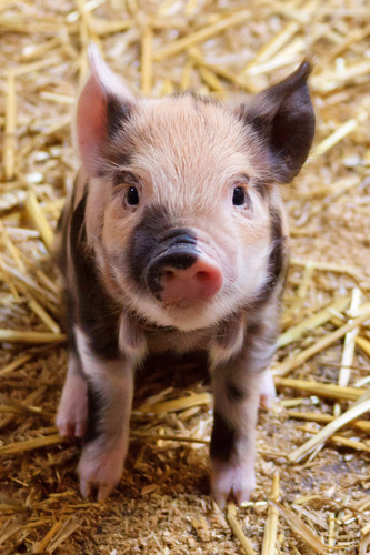 Highlighting Vegan Friendly Products, Services, and Restuarnts from around the World.