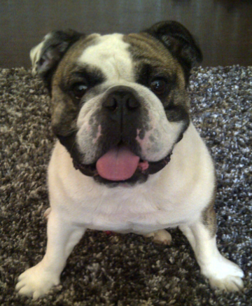 I'm a five year old English Bulldog living in NYC and living the life thanks to mom and dad!