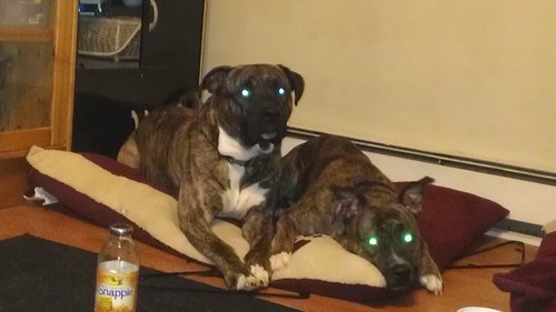 dragonetty201's profile picture. It's Tj