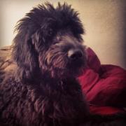 Hey im Nala St. Amant, my owner is @TimmyAmant . i love to play and jump. Add me on Twitter and like my page!